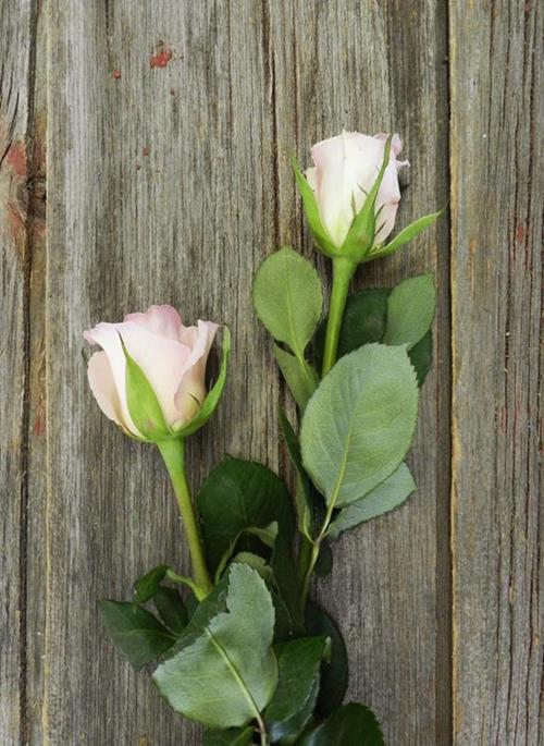  LIGHT PINK ROSES